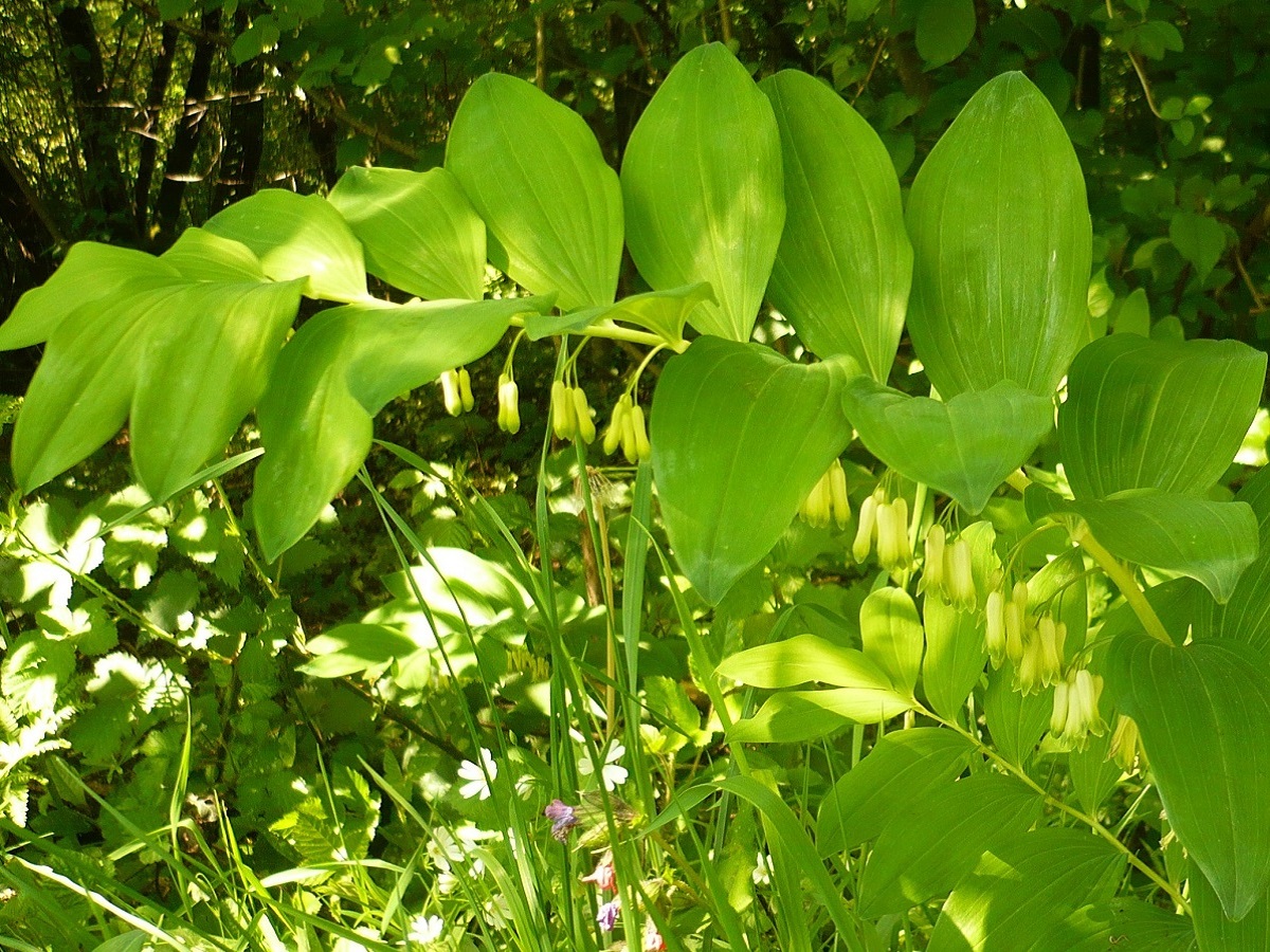 Polygonatum multiflorum (Asparagaceae)